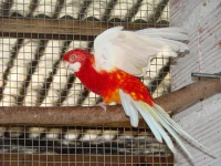 Rosella Rubina